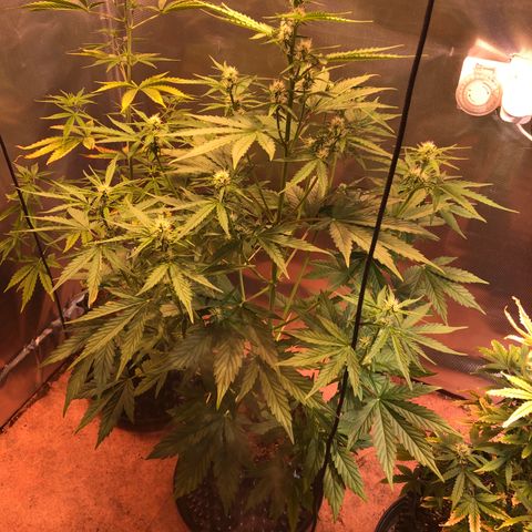 Royal Cheese Automatic #1 growlog timeline photo