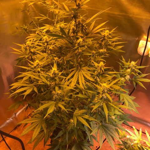 Royal Cheese Automatic #1 growlog timeline photo