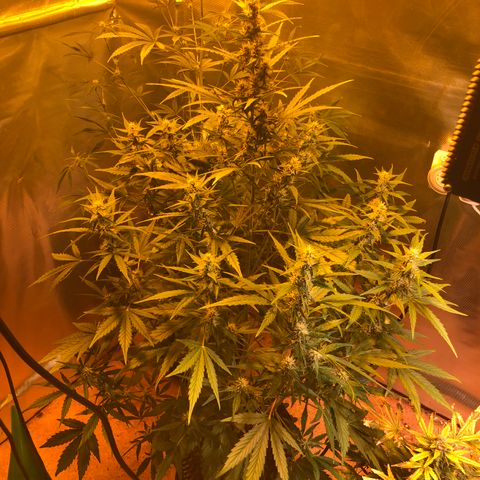 Royal Cheese Automatic #1 growlog timeline photo