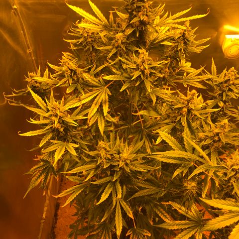 Royal Cheese Automatic #1 growlog timeline photo