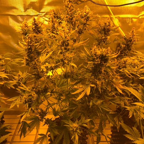 Royal Cheese Automatic #1 growlog timeline photo