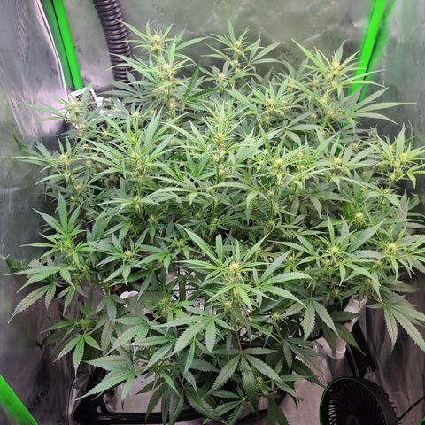 Apple Strudel growlog timeline photo