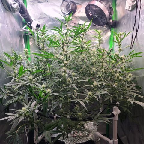 Apple Strudel growlog timeline photo