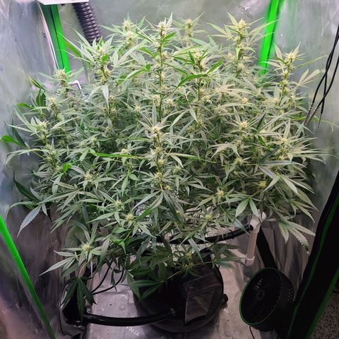 Apple Strudel growlog timeline photo