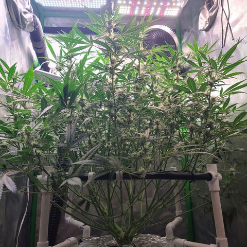 Apple Strudel growlog timeline photo