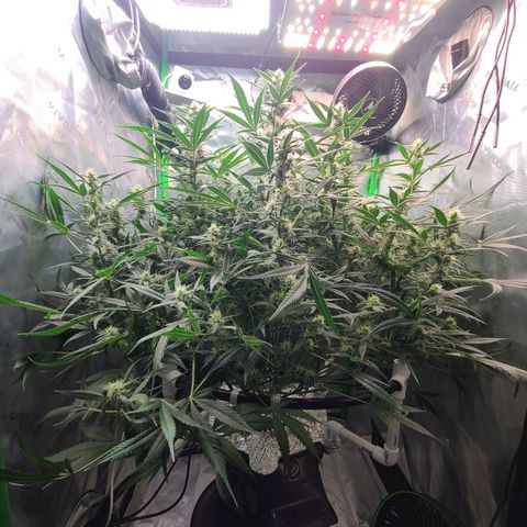 Apple Strudel growlog photo: Pre-trim