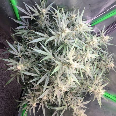 Apple Strudel growlog photo: Pre-trim