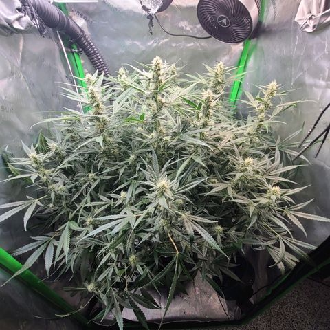 Apple Strudel growlog photo: Pre-trim