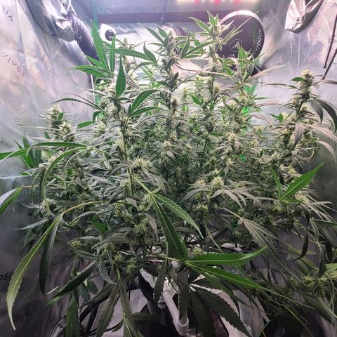 Apple Strudel growlog photo: Post trim