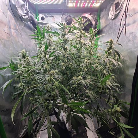 Apple Strudel growlog photo: Post trim