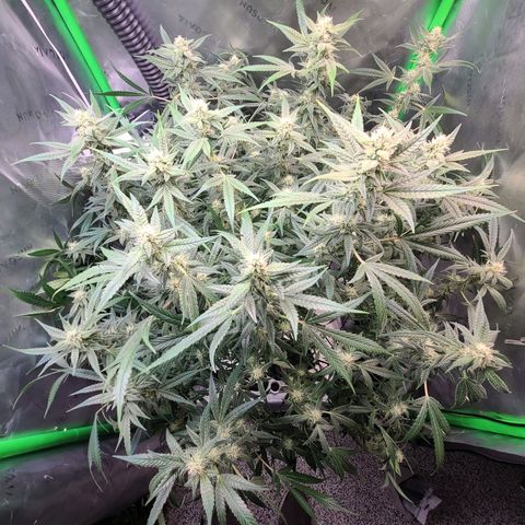 Apple Strudel growlog photo: Post trim