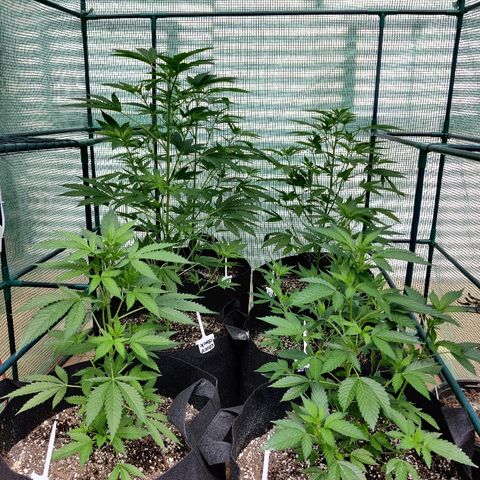 Amnesia growlog timeline photo