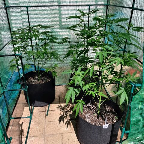 G13 #1 growlog photo: G13 and GC
