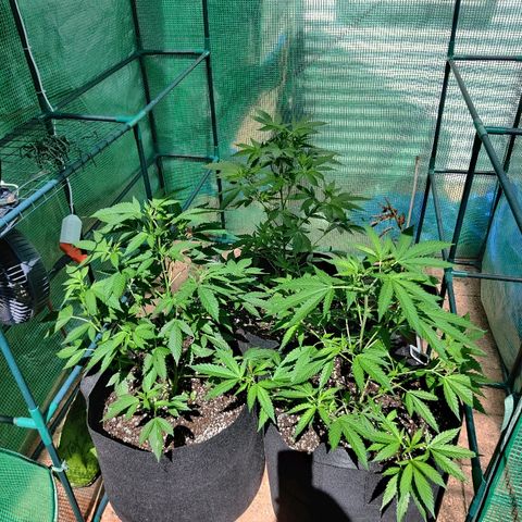 Amnesia growlog photo: Amnesia, gelato