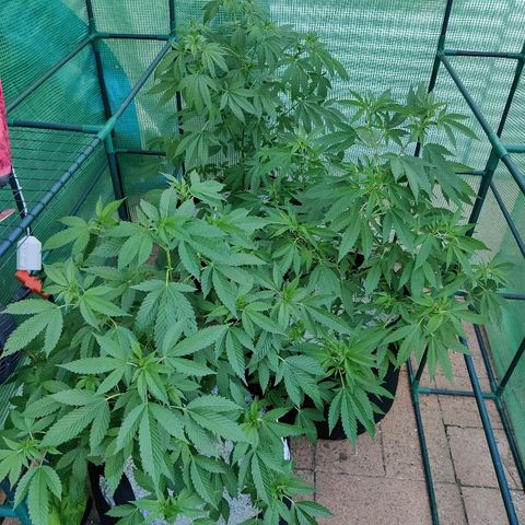Amnesia growlog timeline photo