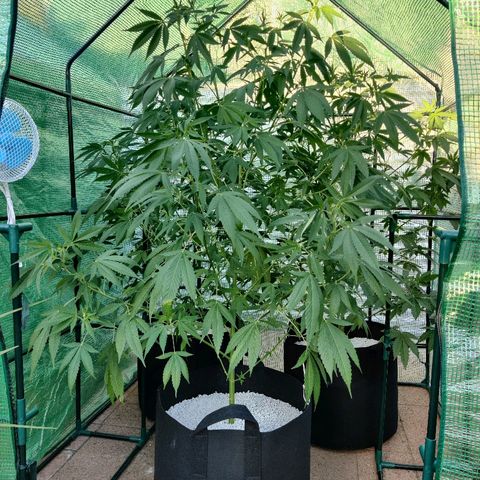 Amnesia growlog timeline photo