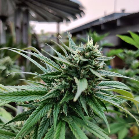 Amnesia growlog timeline photo