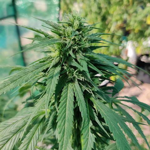 Amnesia growlog timeline photo