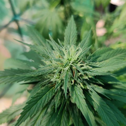 Amnesia growlog timeline photo