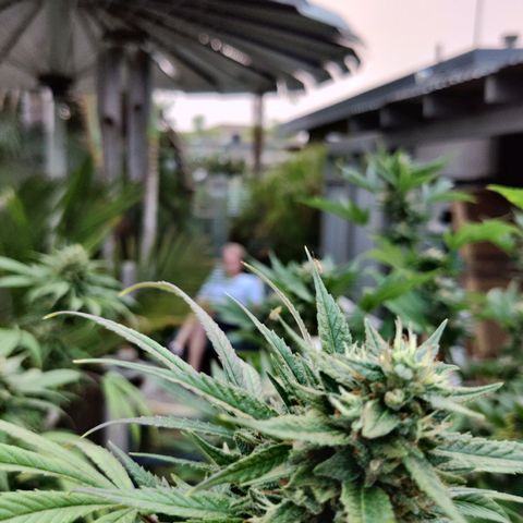 Amnesia growlog timeline photo