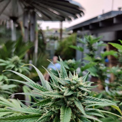 Amnesia growlog timeline photo