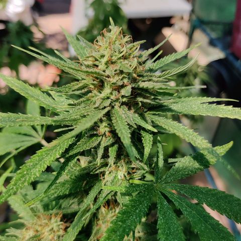 Amnesia growlog timeline photo