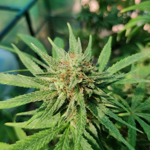 Amnesia growlog timeline photo