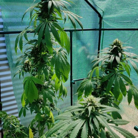 Amnesia growlog timeline photo