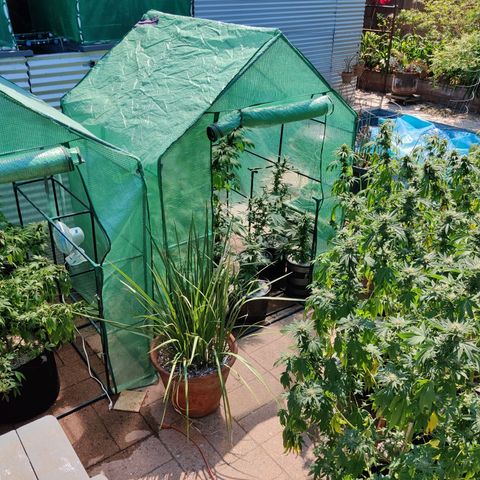 Amnesia growlog timeline photo