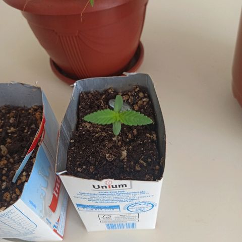 Sour Banana Sherbet growlog photo: Vega forte
