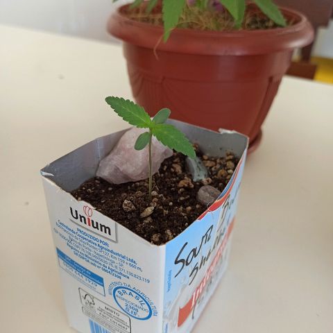 Sour Banana Sherbet growlog photo: Vem bananinha