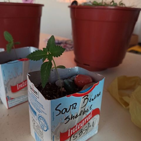 Sour Banana Sherbet growlog photo: Decolando como diz o mentor