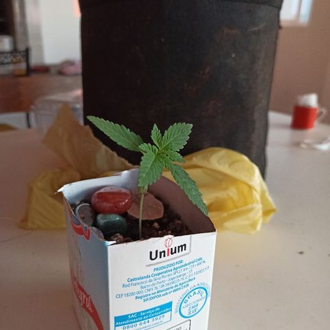 Sour Banana Sherbet growlog photo: Decolando como diz o mentor