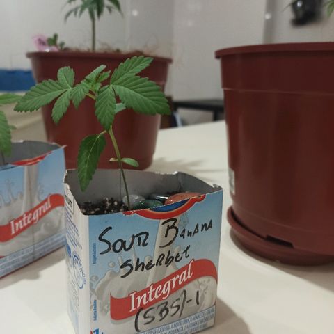 Sour Banana Sherbet growlog photo: Indo bem