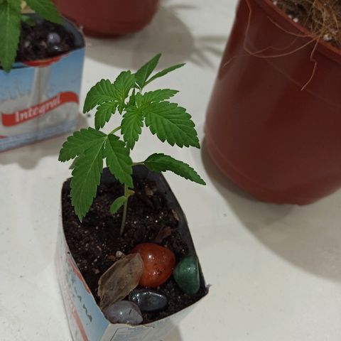 Sour Banana Sherbet growlog photo: Vega pra te quero