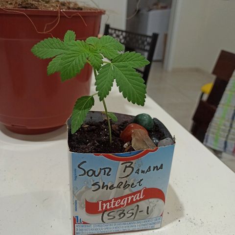 Sour Banana Sherbet growlog timeline photo