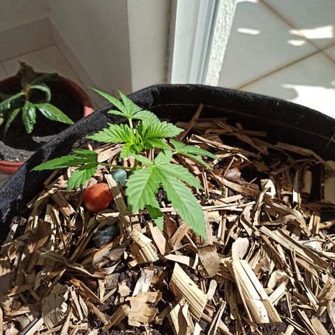 Sour Banana Sherbet growlog photo: Novo vaso