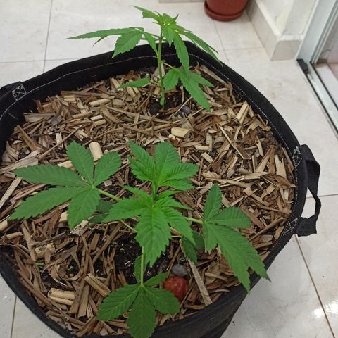 Sour Banana Sherbet growlog timeline photo