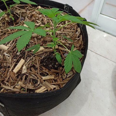 Sour Banana Sherbet growlog timeline photo
