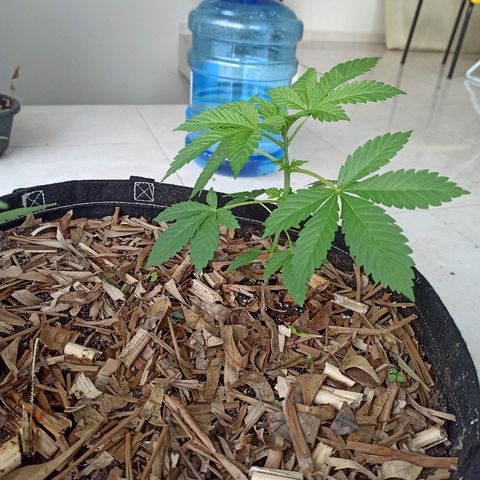 Sour Banana Sherbet growlog photo: Crescendo mais que bananeira