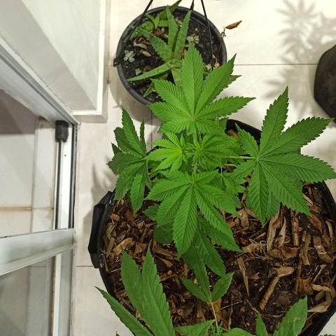 Sour Banana Sherbet growlog photo: Vou ser um Pinheirinho