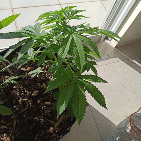 Sour Banana Sherbet growlog photo: Vigorosa e cheirosa, já apontando os pistilos