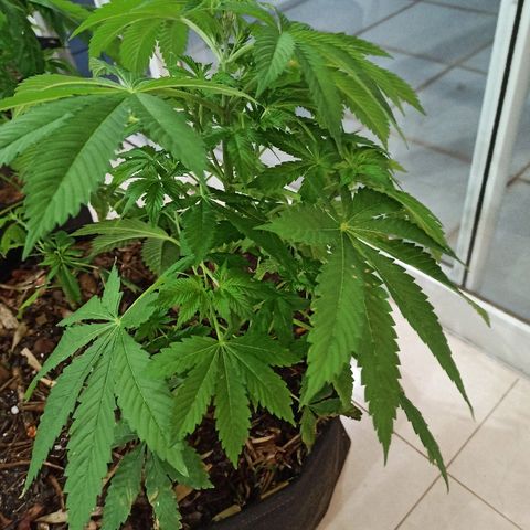 Sour Banana Sherbet growlog photo: Sou uma moita