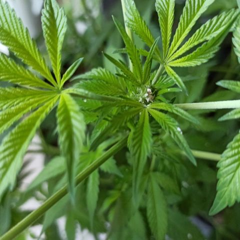 Sour Banana Sherbet growlog photo: Linda do pai
