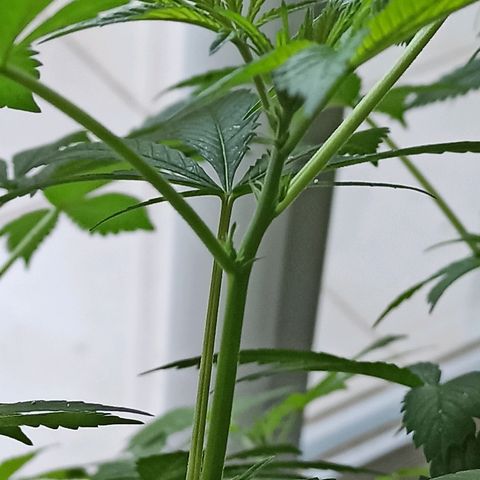 Sour Banana Sherbet growlog photo: Linda do pai