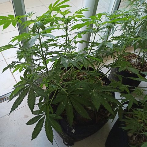 Sour Banana Sherbet growlog photo: Linda do pai