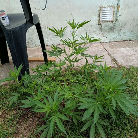 Morpheus  growlog timeline photo