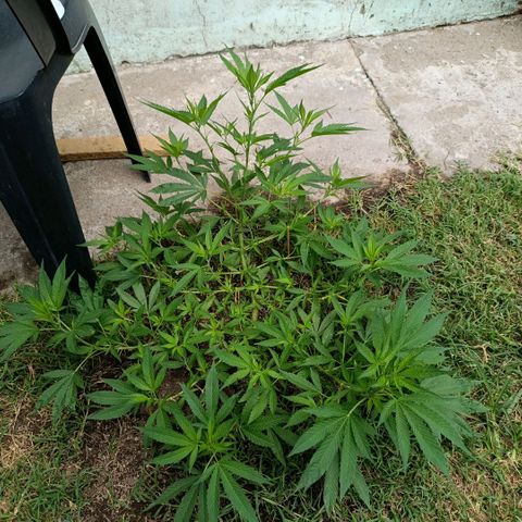 Morpheus  growlog timeline photo