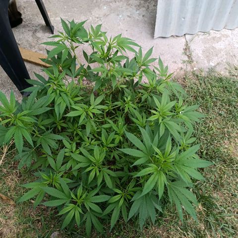 Morpheus  growlog timeline photo