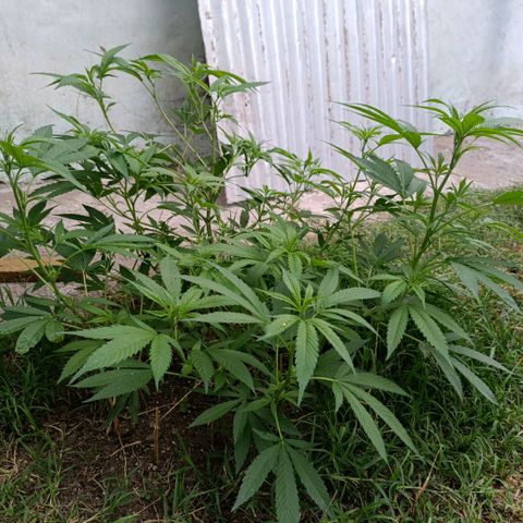 Morpheus  growlog timeline photo